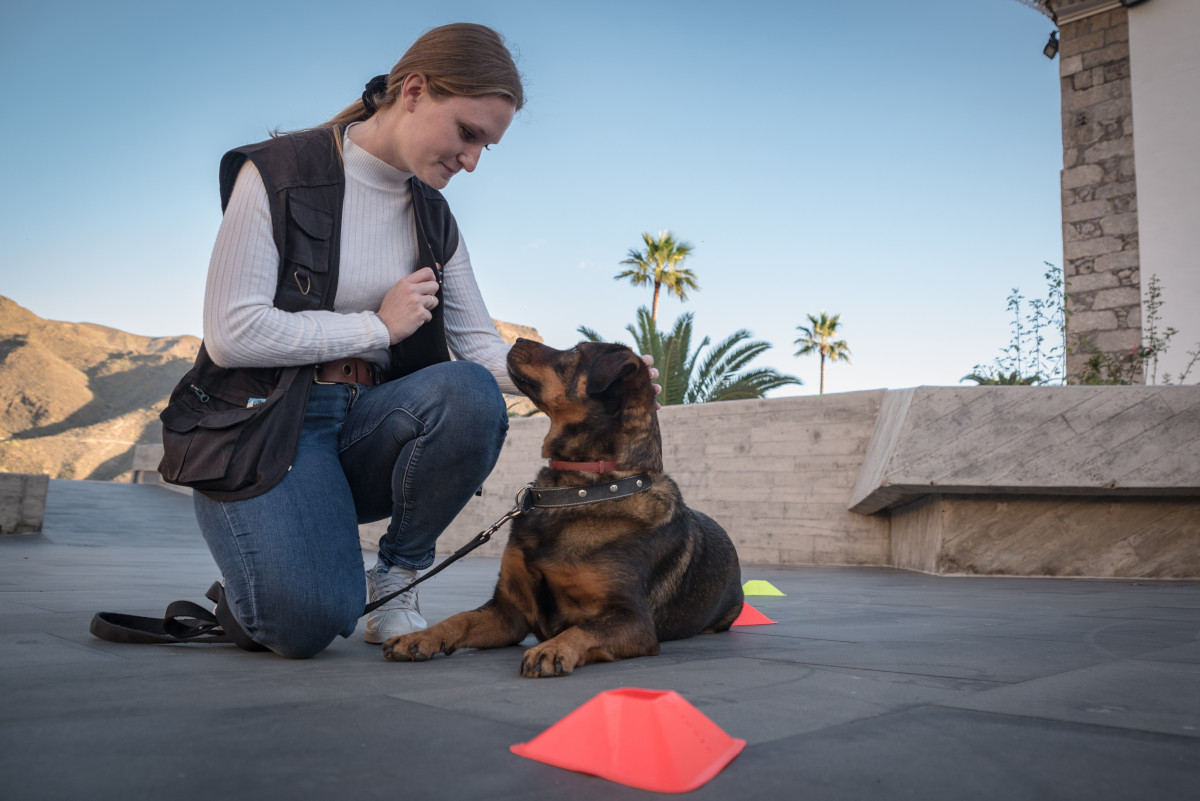 Métier de comportementaliste canin