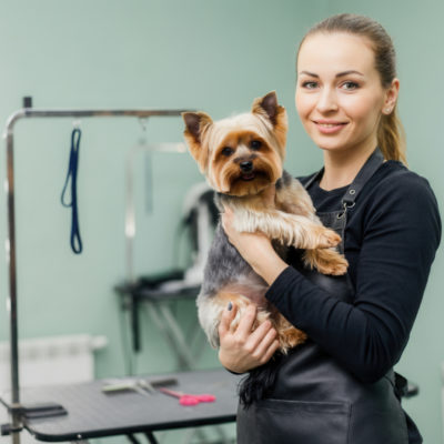 toiletteur pour chiens