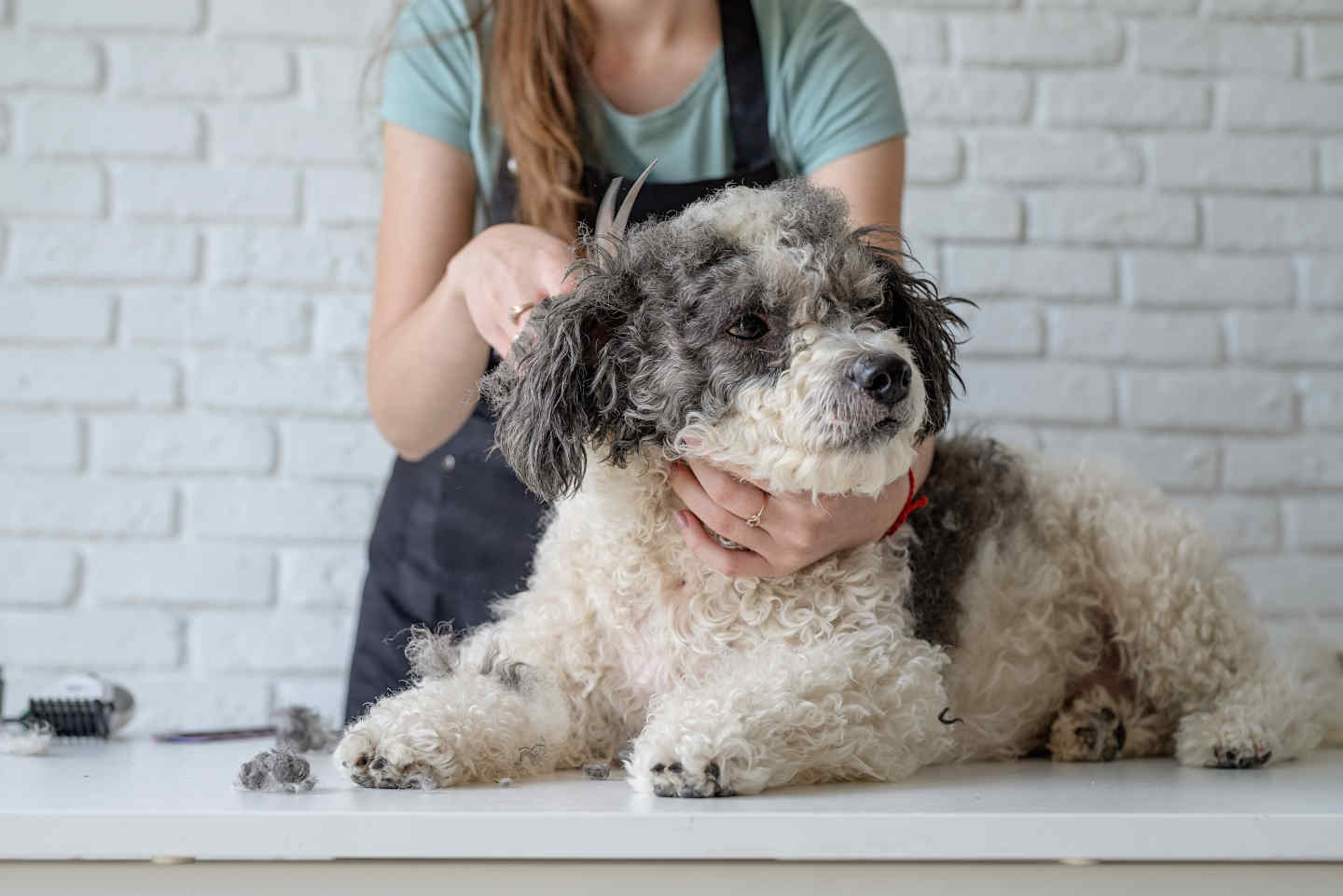 Devenir toiletteur chien