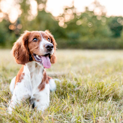 mission du comportementaliste canin