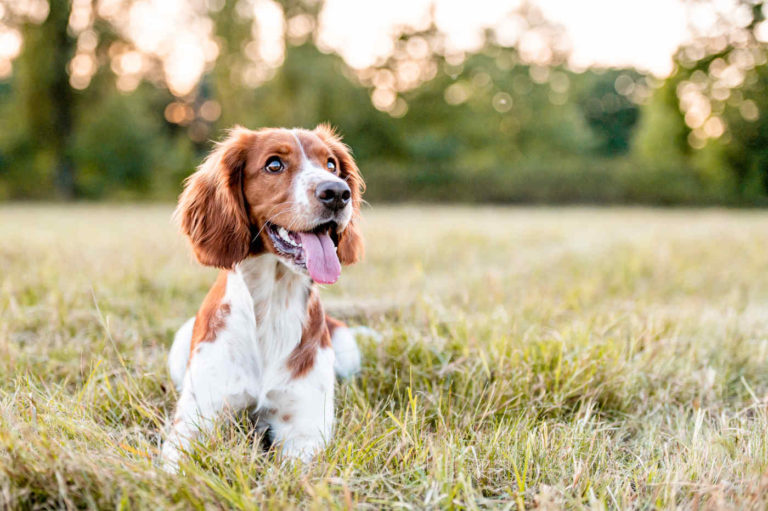 mission du comportementaliste canin