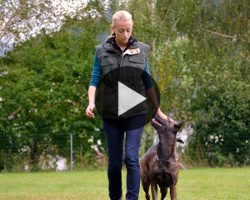 Formation d'éducateur - dresseur canin